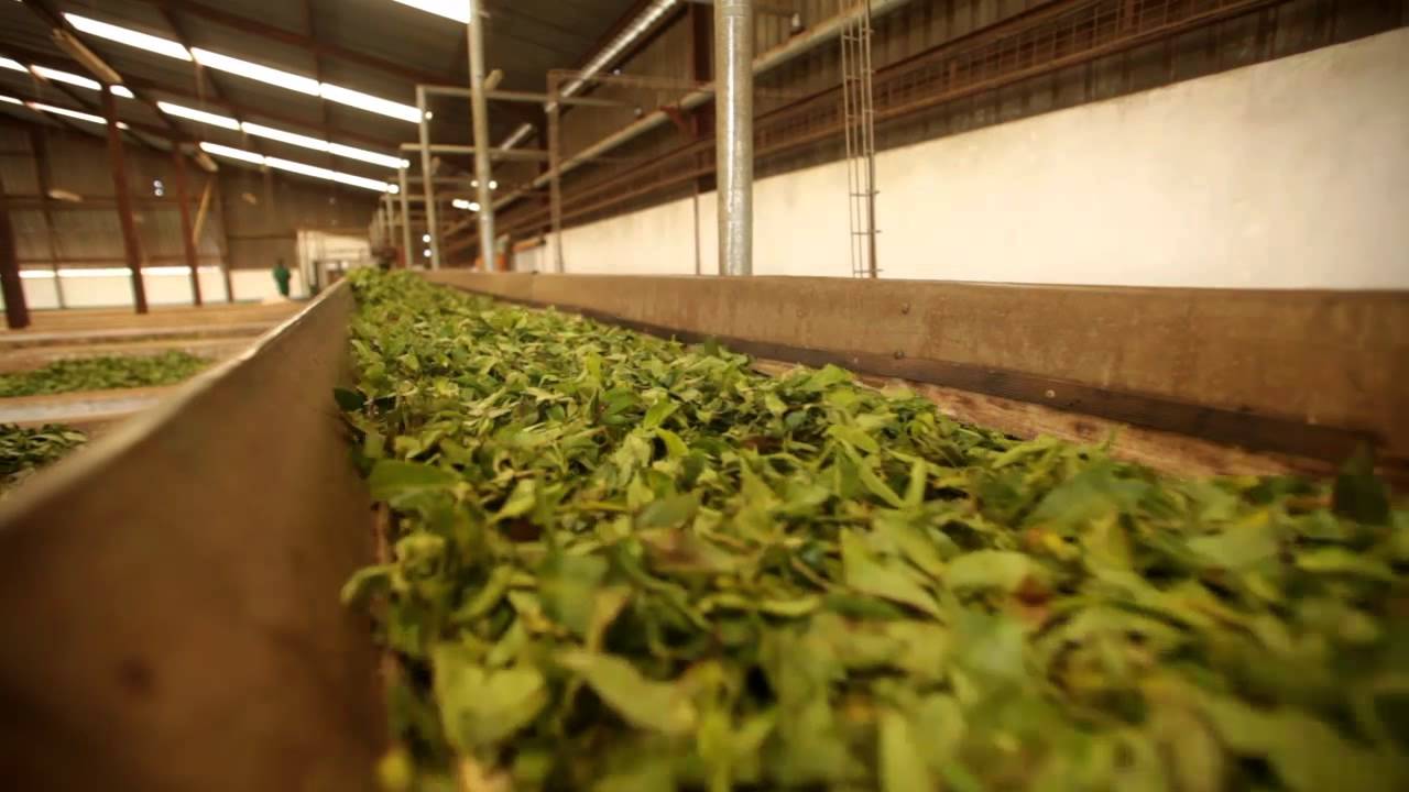 proceso de elaboracion del te negro tea market colombia